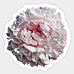 Beautiful Pink Peony Flower Sticker